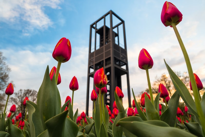 Tulips-in-Bloom-at-the-Netherlands-Carillon-in-Arlington-min